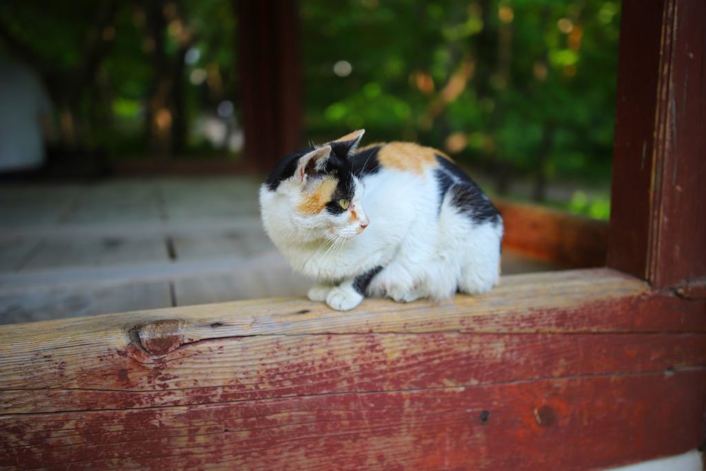 Calico cat on the barn.