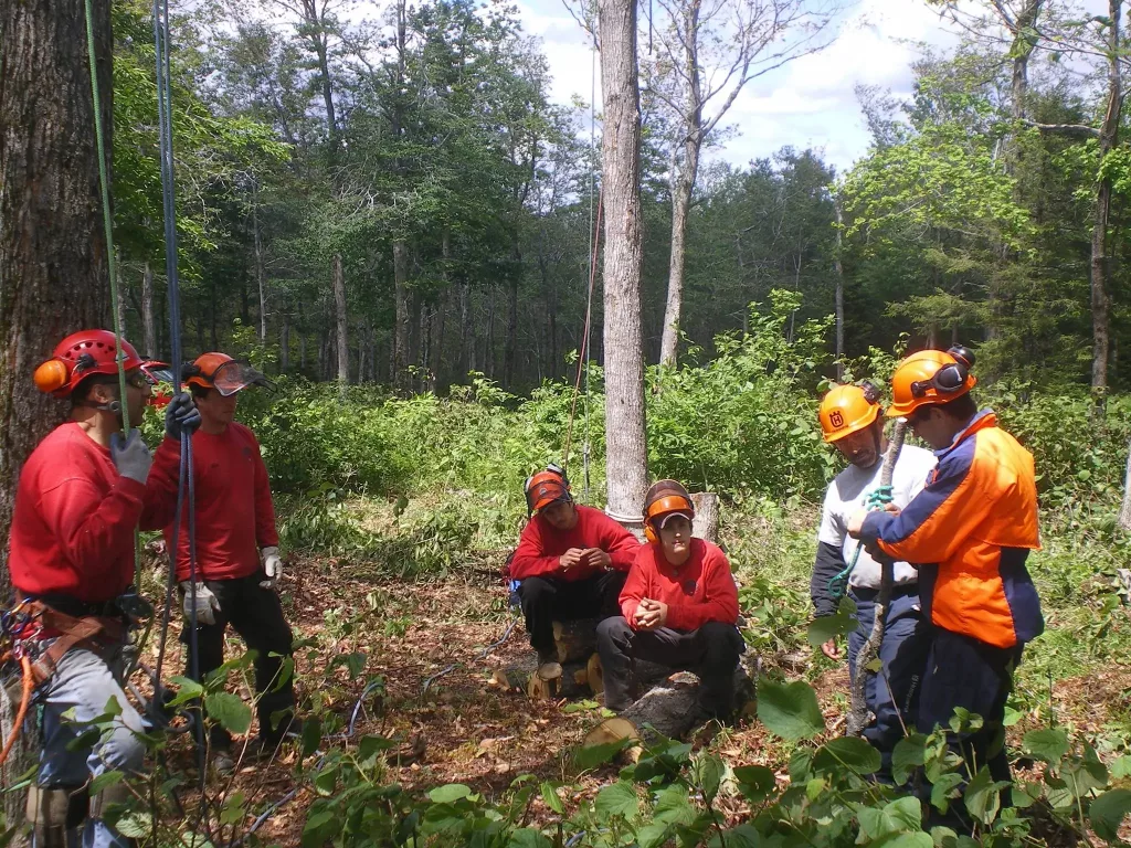 Black diamond tree service, Inc. workers with hard helmets in forest.