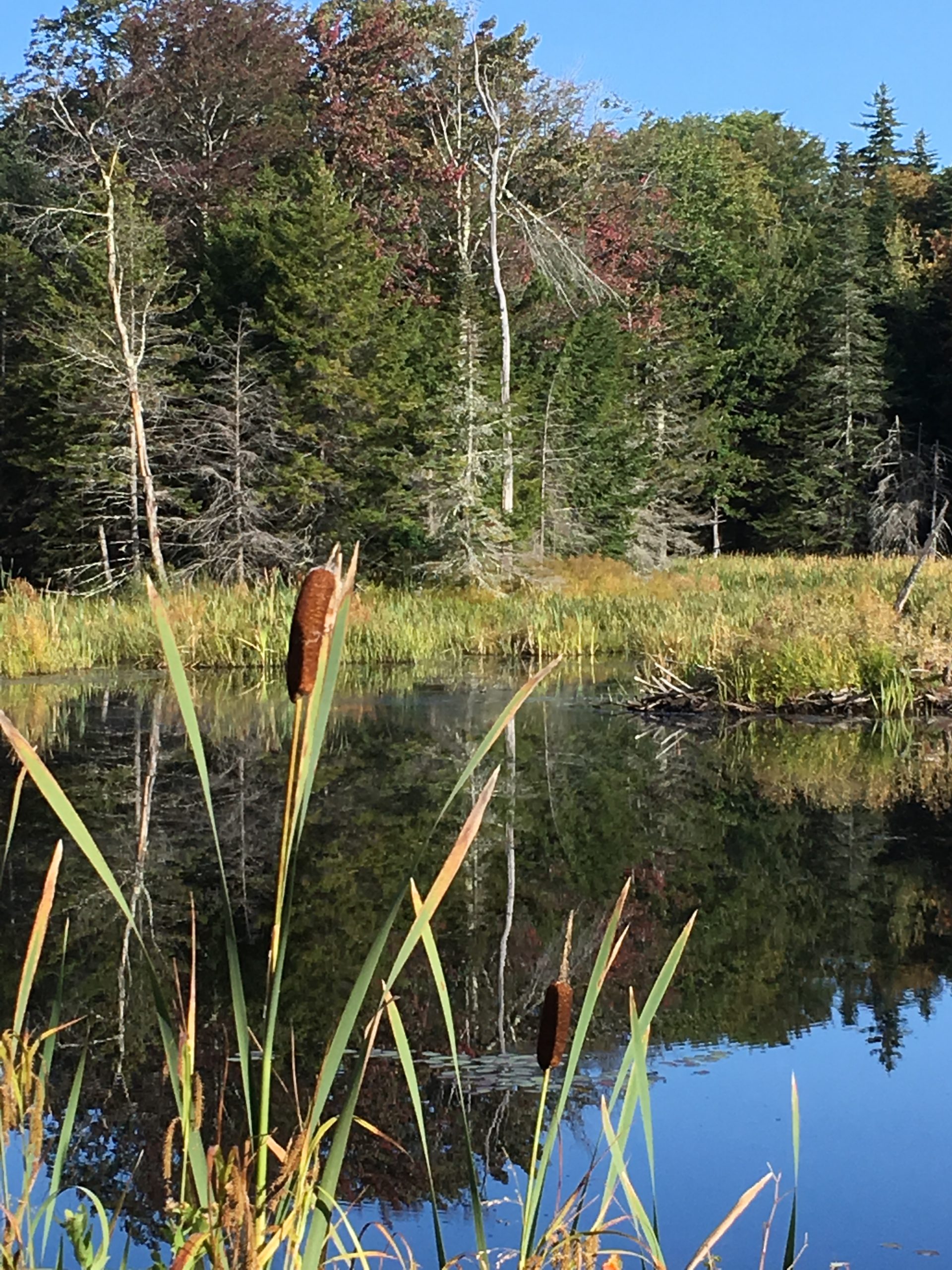 Birding in the Deerfield Valley Deerfield Valley